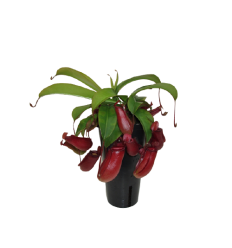 NEPENTE (NEPENTHES) BLOODY MARY 12Ø28H