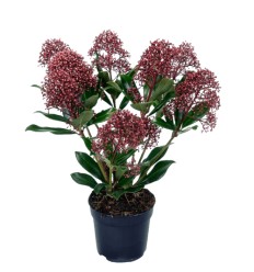 SKIMIJA (SKIMMIA JAP.) RUBELLA 10,5Ø25H