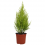 CIPRESE (CUPRESSUS) WILMA 14Ø60H