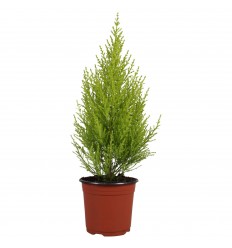 CIPRESE (CUPRESSUS) WILMA 14Ø60H