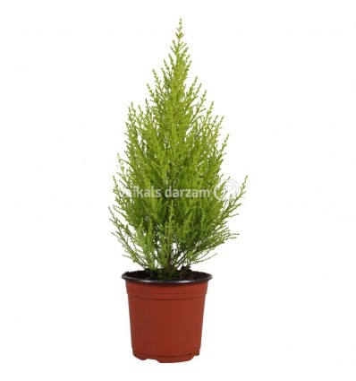 CIPRESE (CUPRESSUS) WILMA 14Ø60H