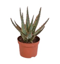 ALVEJA (ALOE ZEBRINA) DANYZ 10,5Ø18H