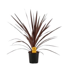 KORDILĪNE (CORDYLINE) RED STAR 13Ø55H