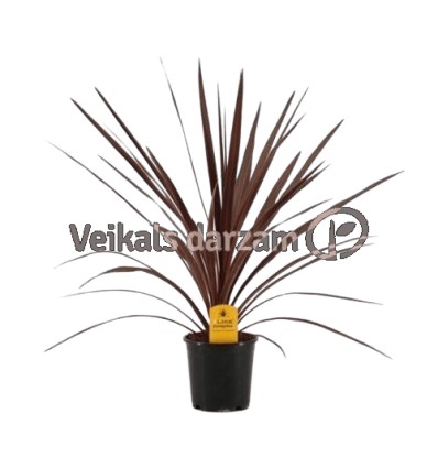 KORDILĪNE (CORDYLINE) RED STAR 13Ø55H