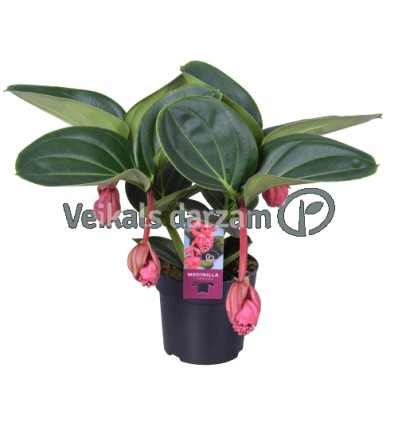 MEDINILA (MEDINILLA) MAGNIFICA 14Ø40H