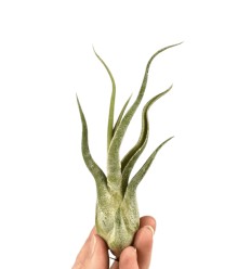 TILANDSIJA (TILLANDSIA) MEDUSA 8Ø8H