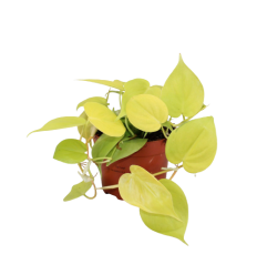 FILODENDRS (PHILODENDRON) LIME 12Ø15H