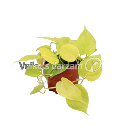 FILODENDRS (PHILODENDRON) LIME 12Ø15H