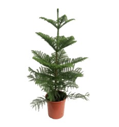 ARAUKĀRIJA (ARAUCARIA HETEROPHYLA)21Ø90H