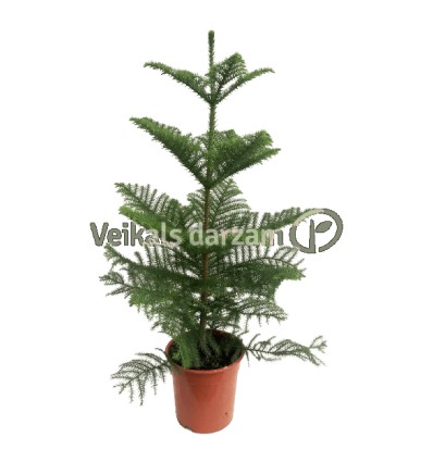 ARAUKĀRIJA (ARAUCARIA HETEROPHYLA)21Ø90H