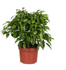 FIKUSS (FICUS) NATASJA 12Ø30H