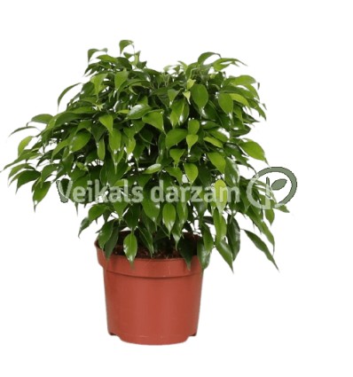 FIKUSS (FICUS) NATASJA 12Ø30H