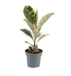 FIKUSS (FICUS) TINEKE 12Ø35H