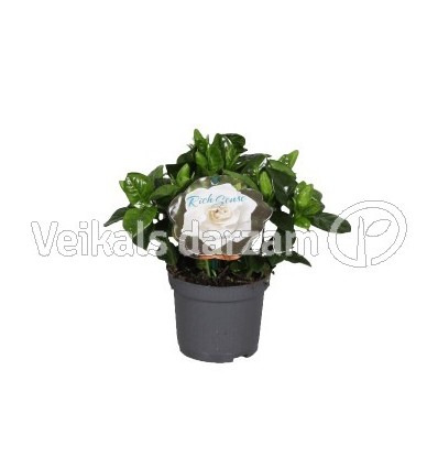 GARDĒNIJA (GARDENIA JASMINOIDES) 9Ø15H