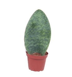 SANSEVJĒRA (SANSEVIERIA) VICTORIA 10Ø30H