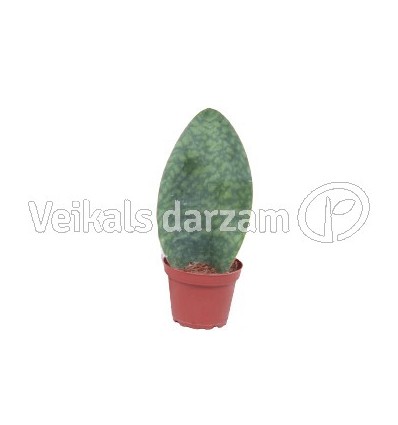 SANSEVJĒRA (SANSEVIERIA) VICTORIA 10Ø30H