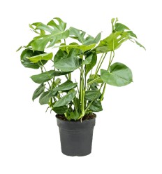 MONSTERA DELICIOSA 32Ø80H