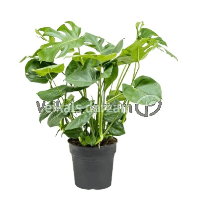 MONSTERA DELICIOSA 32Ø80H