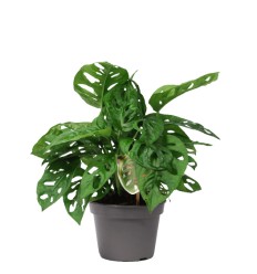 MONSTERA OBLIQUA 12Ø30H