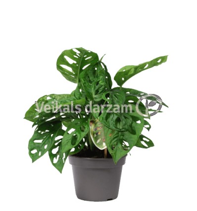 MONSTERA OBLIQUA 12Ø30H