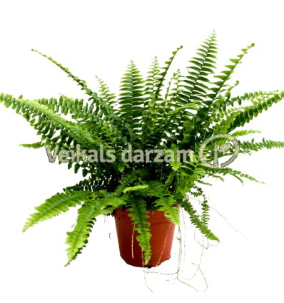 PAPARDE (NEPHROLEPIS)GREEN LADY 8,5Ø20H