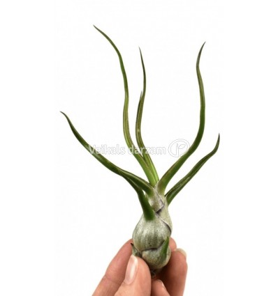 TILANDSIJA (TILLANDSIA BULBOSA) 6Ø6H