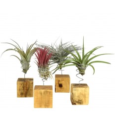 TILANDSIJA (TILLANDSIA XEROGRA) 7Ø 15H