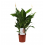 SPATIFĪLA (SPATHIPHYLLUM) ALANA 12Ø45H