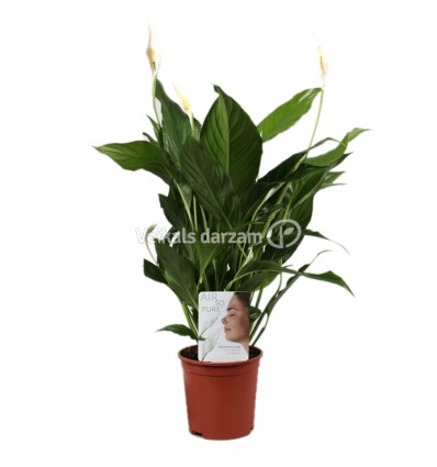 SPATIFĪLA (SPATHIPHYLLUM) ALANA 12Ø45H