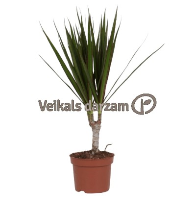 DRACĒNA (DRACAENA MARGINATA) 12Ø35H