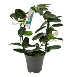 STEFANOTE (STEPHANOTIS FLORIB,) 12Ø 40H