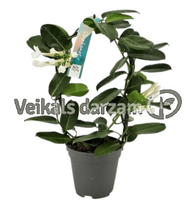 STEFANOTE (STEPHANOTIS FLORIB,) 12Ø 40H