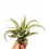 TILANDSIJA (TILLANDSIA) CAPITALA 8Ø8H