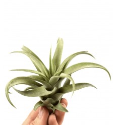 TILANDSIJA (TILLANDSIA) CAPITALA 8Ø8H