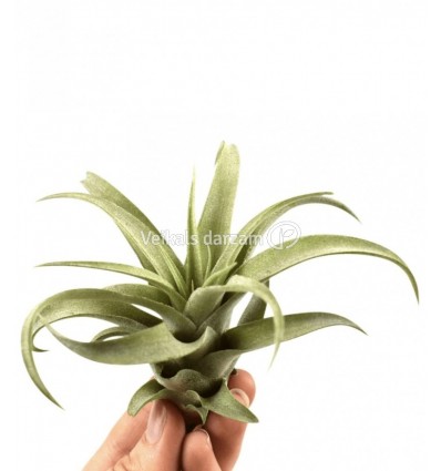 TILANDSIJA (TILLANDSIA) CAPITALA 8Ø8H