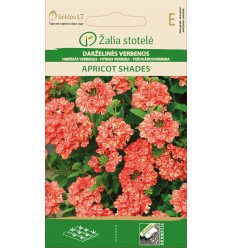 HYBRID VERBENA APRICOT SHADES