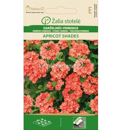 HYBRID VERBENA APRICOT SHADES