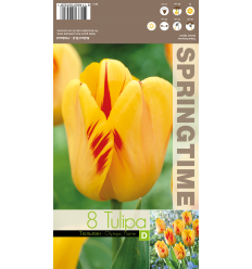 TULPES OLYMPIC FLAME