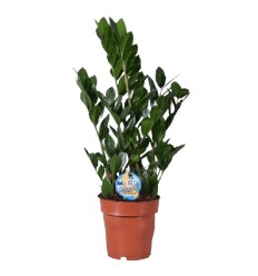 ZĀMIJA (ZAMIOCULCAS ZAMIFOL,)17Ø60H