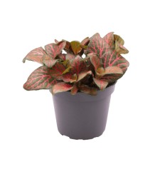 FITONIJA (FITTONIA) MIX 8,5Ø15H