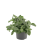 FITONIJA (FITTONIA) MIX 8,5Ø15H