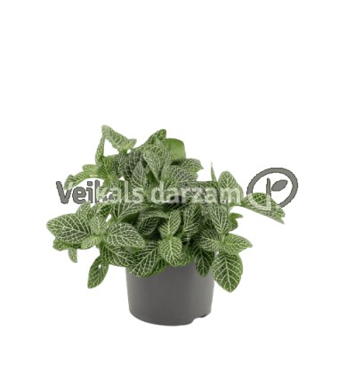 FITONIJA (FITTONIA) MIX 8,5Ø15H