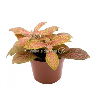 FITONIJA (FITTONIA) MIX 8,5Ø15H