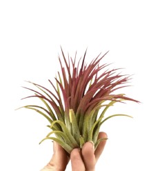 TILANDSIJA (TILLANDSIA IONAN,) RED 8Ø10H