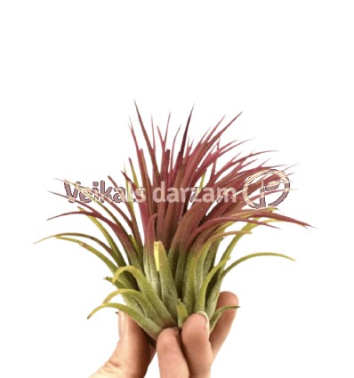 TILANDSIJA (TILLANDSIA IONAN,) RED 8Ø10H