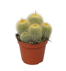 PARODIJA (ERIOCACTUS LENINGHAUSI)8,5Ø12H