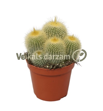 PARODIJA (ERIOCACTUS LENINGHAUSI)8,5Ø12H