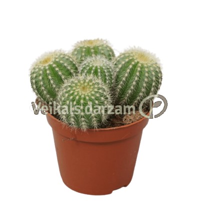 PARODIJA (ERIOCACTUS WARASII) 13Ø20H