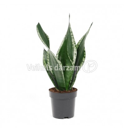 SANSEVJĒRA (SANSEVIERIA)GREY STRIPE 12Ø42H