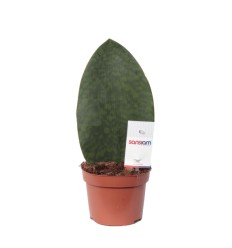 SANSEVJĒRA (SANSEVIERIA) VICTORIA 9Ø25H